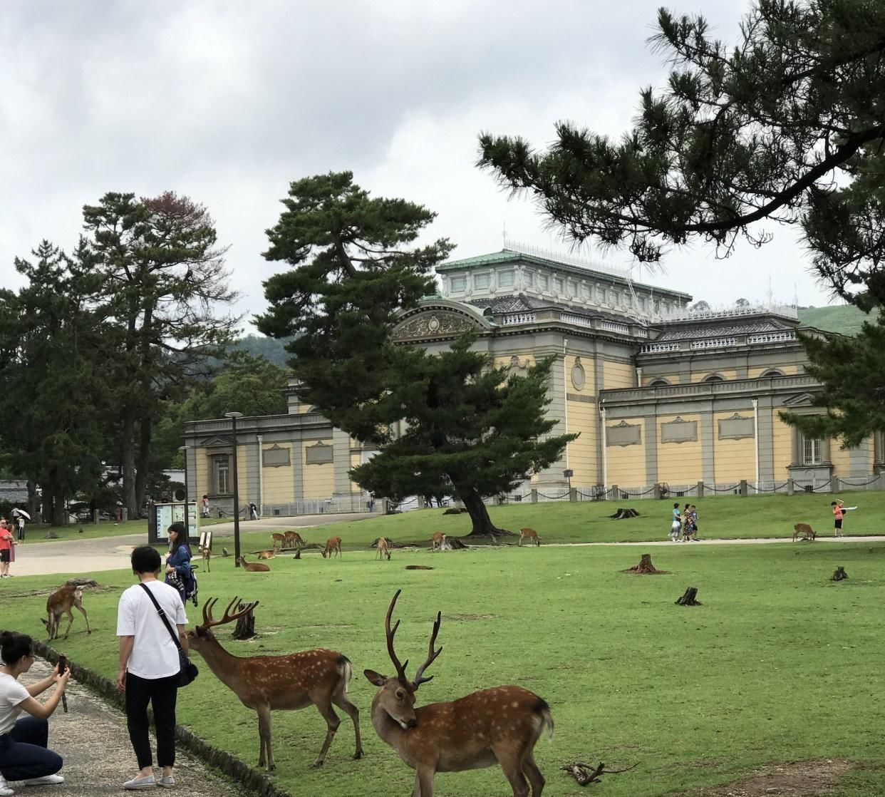 奈良|难得有机会对比中日佛像的异同,奈良博物馆还不让拍照