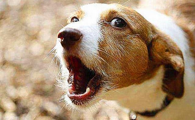  嚎叫|为何狗狗有时会像狼那样嚎叫