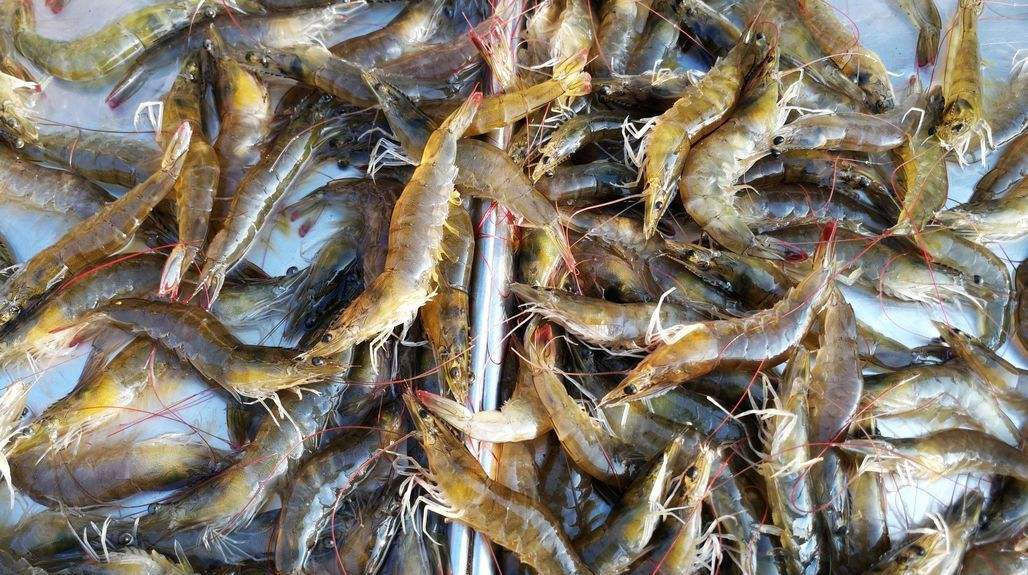 下锅|水煮虾时,应该冷水下锅还是开水下锅?用错了水,难怪虾肉不鲜嫩