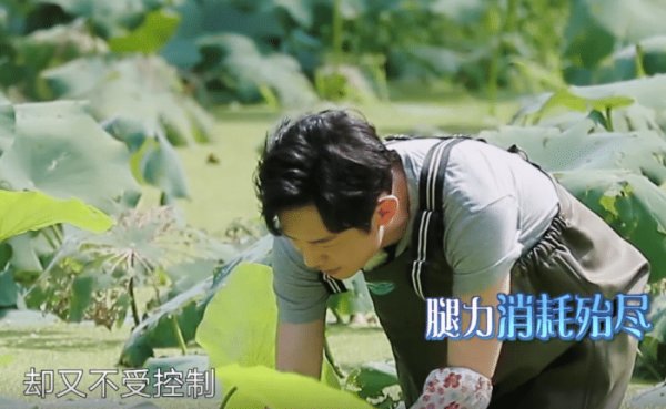  向往|《向往的生活》重大失误：何炅带头挖藕，为节目效果而糟蹋粮食