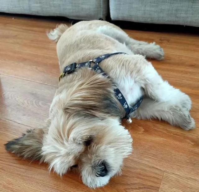  出场|记者深入调查：楚雄市被抓的流浪犬哪去了？