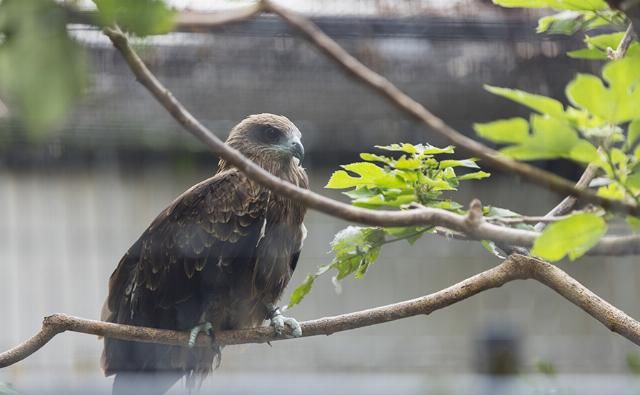  EOS|摄影摄像全能的干活利器 佳能EOS R5微单相机评测