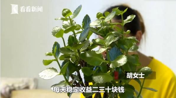  投入|女子用手机“投彩”想赚钱，还有导师“帮忙”？结果却损失近70万