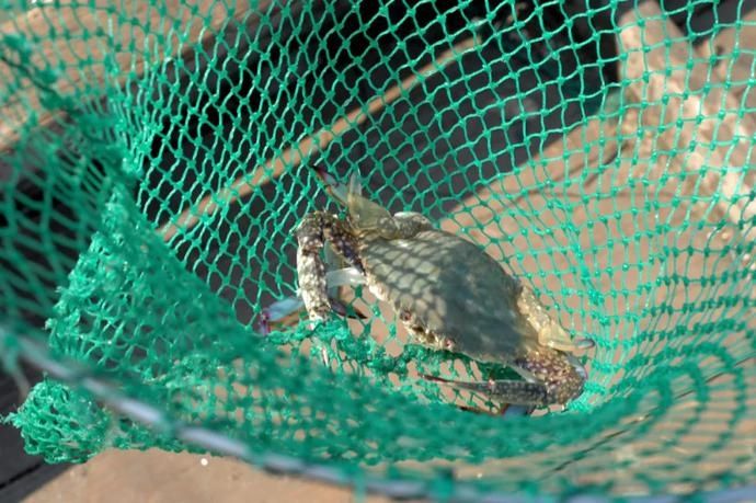  鲜味|鲜味回归！别流口水！宁波养殖梭子蟹夏捕开始啦