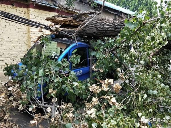  断落|祸从天降！直径30厘米的枝干突然断落，她奋力推开两名幼童