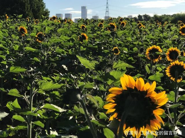 葵花|沈阳花讯通知：朵朵葵花向阳开