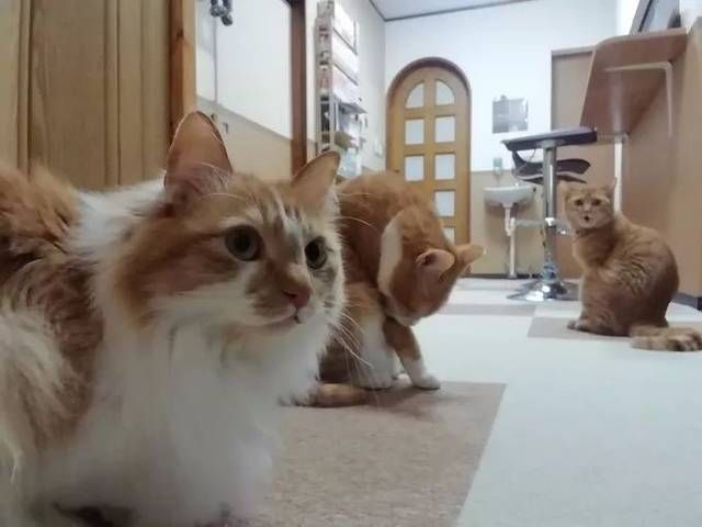  猫咪|只为开猫咪咖啡馆，女子日均开销不到15元，34岁前买下3栋楼！