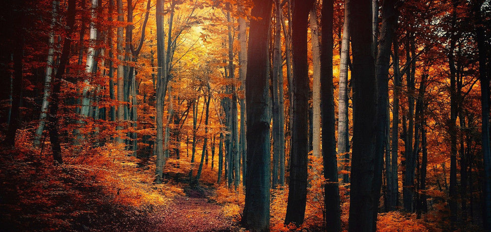  下旬|8月下旬，桃花运爆棚，缘分与桃花邂逅相遇，爱情美满的四大生肖