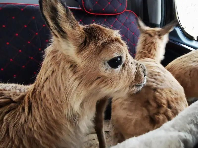  深圳|可可西里的守护者！深圳男子用镜头记录荒原上的藏羚羊