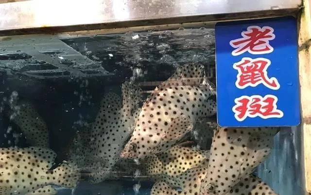 海鲜|世界上65种珍奇海鲜,贝爷都不敢说全部吃过,你吃过几种