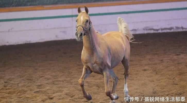 古人|古人打仗“射人先射马”可行性多高? 有这3原因, 基本断定不可能