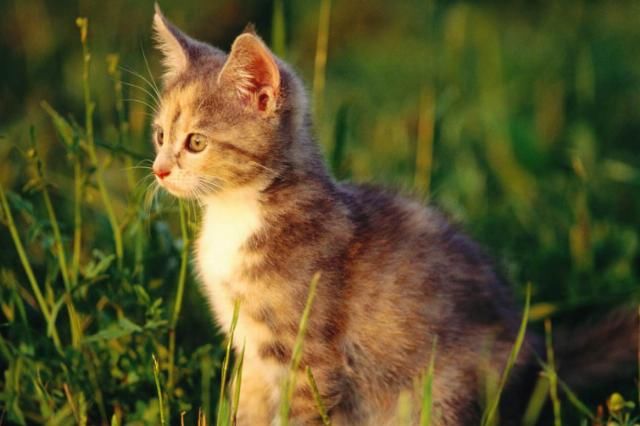 头上|俗语：“猪来穷，狗来富，猫来头上顶白布”，是何意？涨知识了