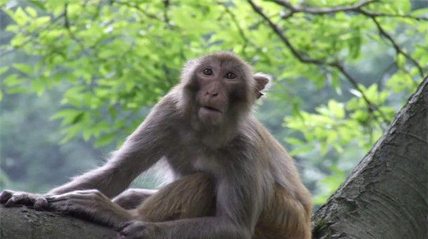  来临|不久后，属猴人必有“两喜”来临，转运在此一回！属猴人快接稳了