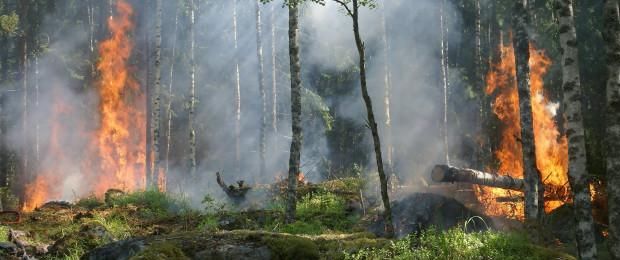  主人|加州男子与他以为在大火中丧生的狗团聚：“我以为看不见它了”