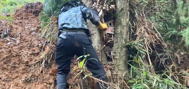  寻诱|农村小伙进大山寻诱蜂箱准备割蜜，没想到这从损失的不止一窝蜜蜂