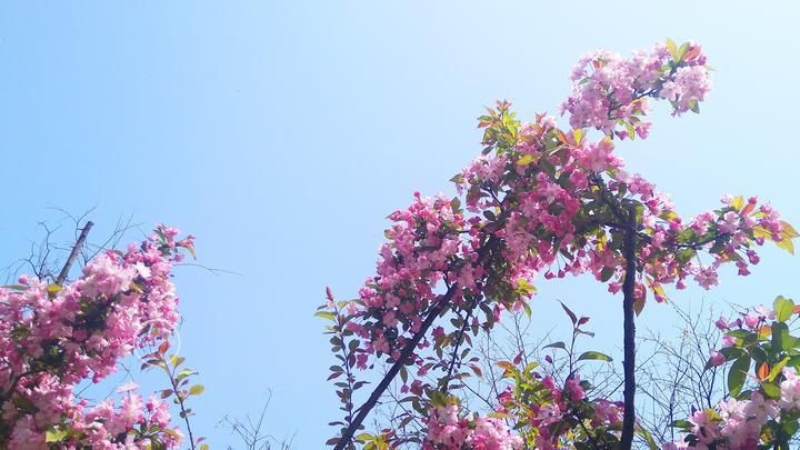  大雁|我们如同大雁，路过别人，也被别人路过