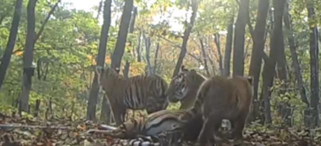  国家|野生动植物保护|东北虎豹国家公园：近三年新增东北虎东北豹幼崽共17只