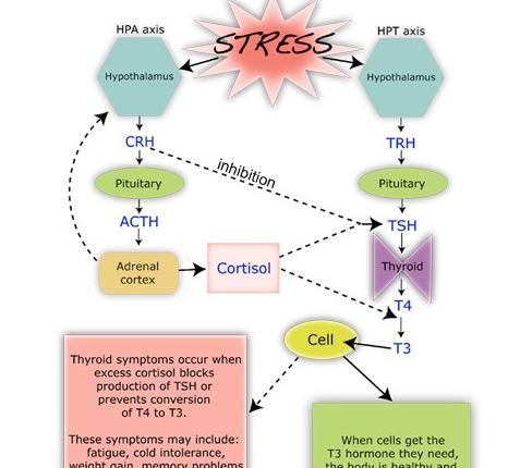 或许|甲减、甲亢病越来越多的人发病，压力或许才是罪魁祸首