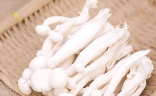  珍稀|白玉菇一种珍稀食用菌，那么它的功效与作用是什么？怎么做养生？