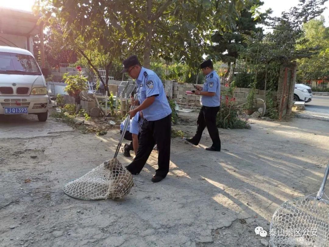 养犬行为|景区：整治“不文明养犬”景区分局一直在行动