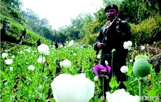 金三角地区|他世界上最大的毒枭, 却从不贩毒给中国, 这是怎么回事呢?