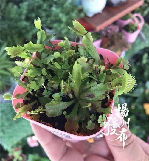  车内蚊子|男子带家人到宝应赴宴，却在途中相继出现不适！原因竟是···