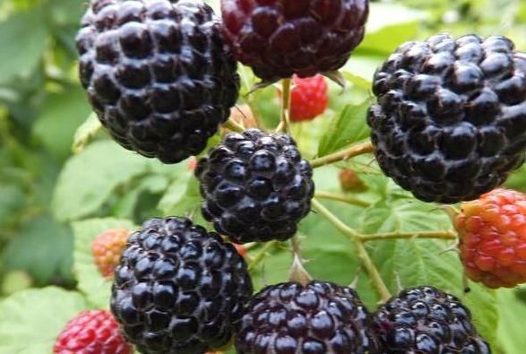  细腻|女性每天当零食吃几颗，皱纹展了，皮肤细腻，不想一脸皱纹可试试