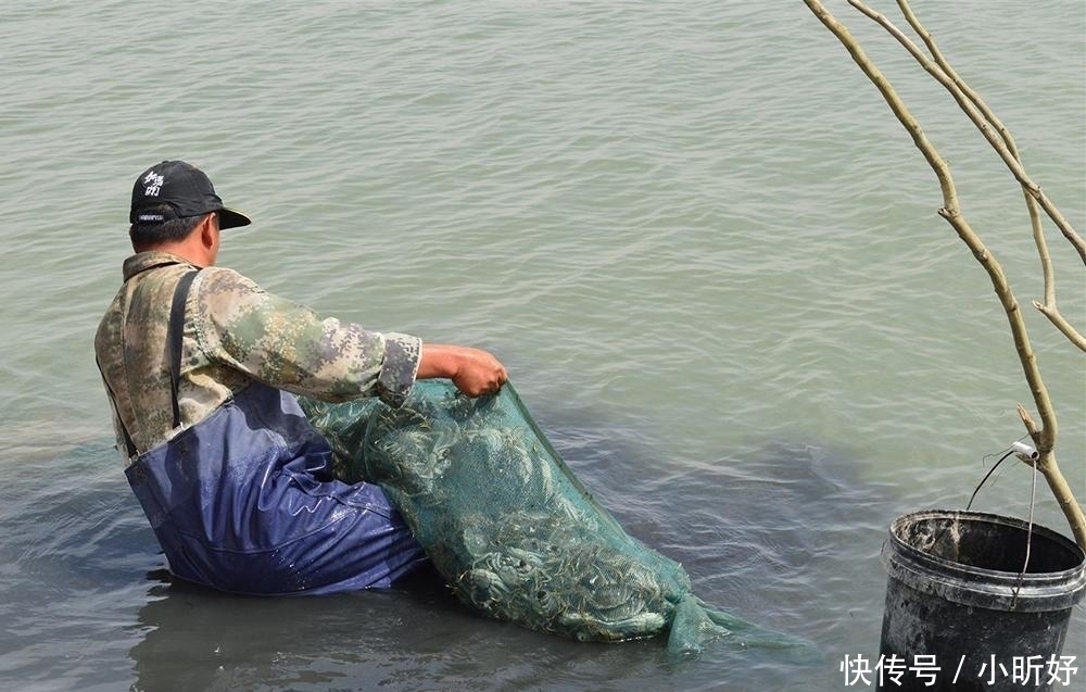 成山|寿命不到3年,交配完就死一半,曾贵到吃不起,今年堆成山卖不动
