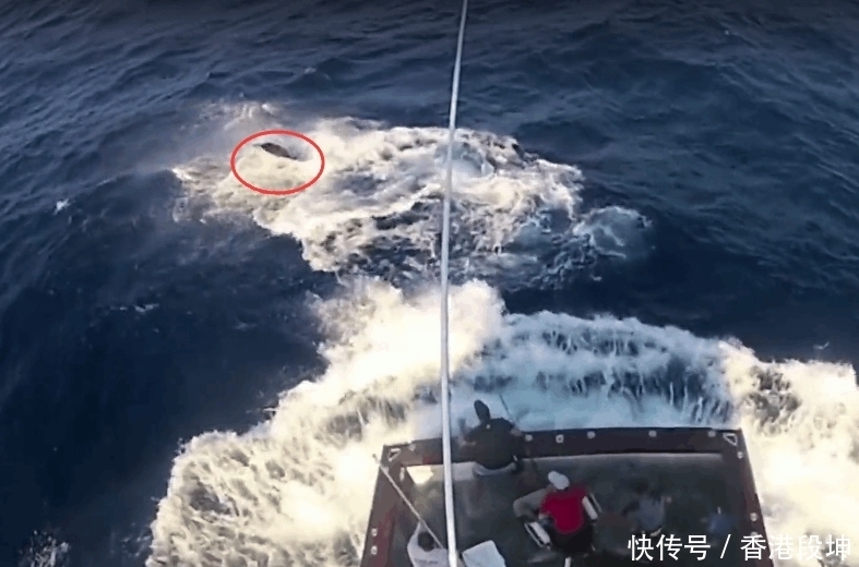 鱼儿|男子海上钓鱼遇到这样危险一幕,半个小时后还惊魂未定!