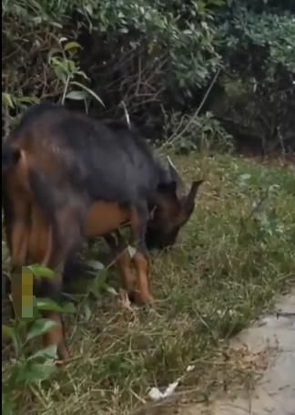 绿化|大妈放羊啃食绿化植被带心安理得:反正都是要割的