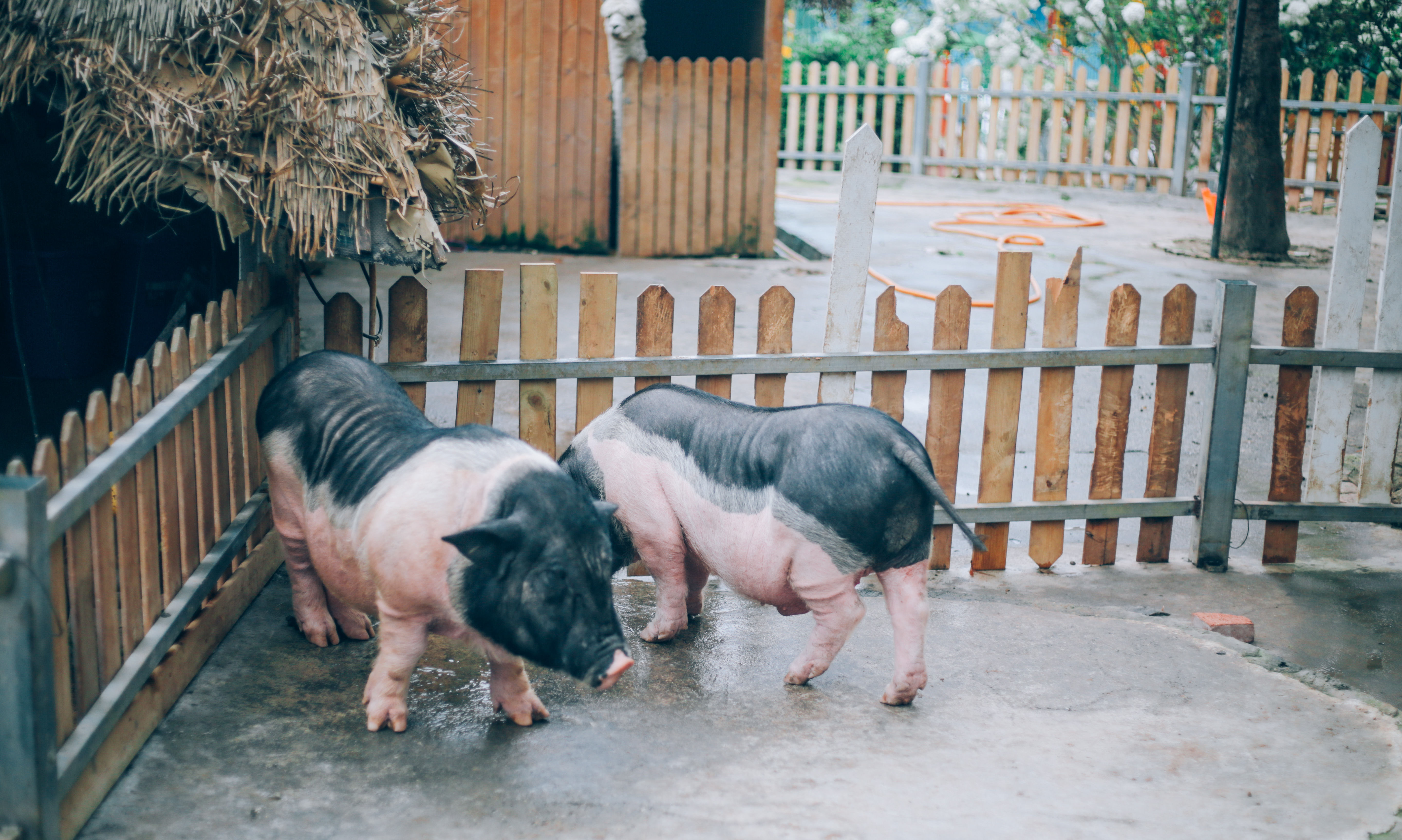 记录一下|成都,撑肚!成都的旅途中,少不了美食的“浓墨重彩”