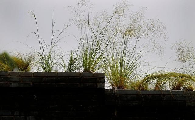  能忍|工作中，那些混得风生水起的人，往往都是墙头草！