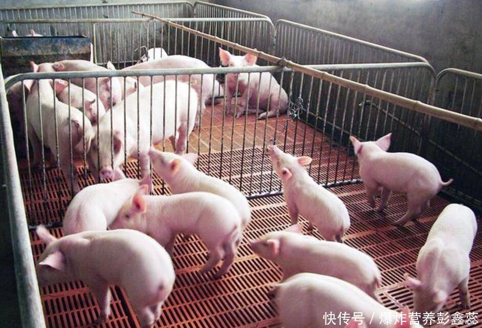 很多人都喝牛奶，为什么没有人喝猪奶？尤其中老年人要注意了2023