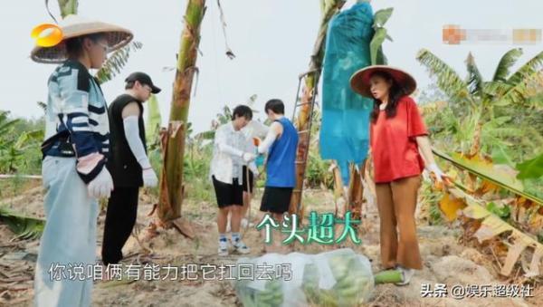 向往|《向往的生活4》收割香蕉号称四季最累,网友们都笑了
