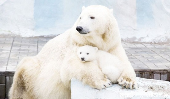 丁丁|俄罗斯美女动物园长,为爱学习中文,会的第一句话就是“丁丁”