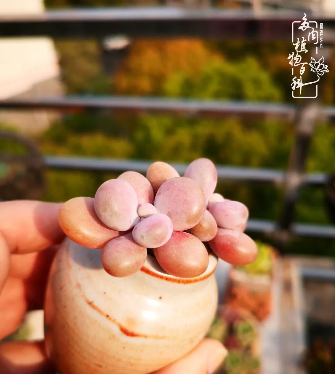  萌化|当粉粉的多肉捧在手心，我体验到了什么叫“萌化了心”