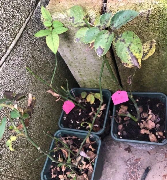  新芽|花养成光杆司令，赶紧这么救，3天冒新芽