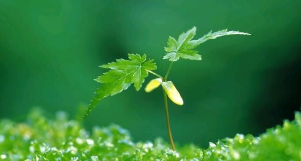 势不可挡|8月开始财运大好，3大生肖运势不可挡，贵人运旺，开心发大财