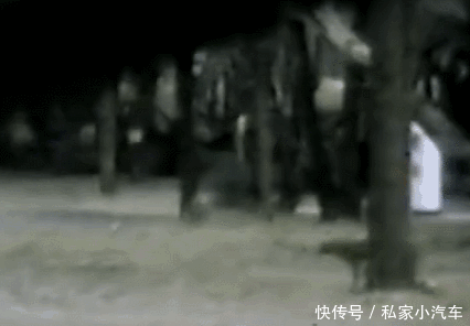 动物|灭绝得最冤的物种,它们被误认为是杀羊贼,惨遭欧洲人的团灭