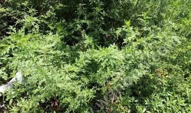  斗鸡|就问你晓得仁寿“斗鸡公”不？