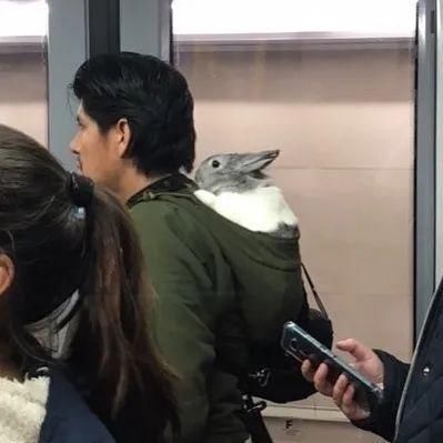  乘坐|美国人怎么喜欢带着宠物猫狗乘坐地铁？爱猫狗人士慎点