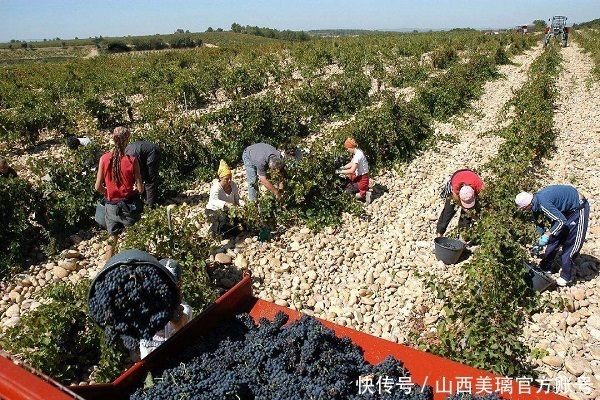 因素|葡萄酒的区别,是这3个因素造成的,涨知识了