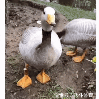  gif|搞笑gif：为了藏5元私房钱，又逼疯了一个