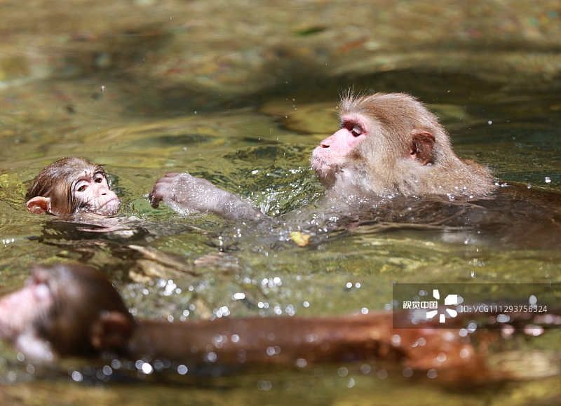 高温|张家界:高温持续 猕猴戏水觅清凉