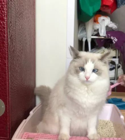  姿势|猫咪拉粑粑的奇葩姿势，忍住不要笑，铲屎的要面子的啊