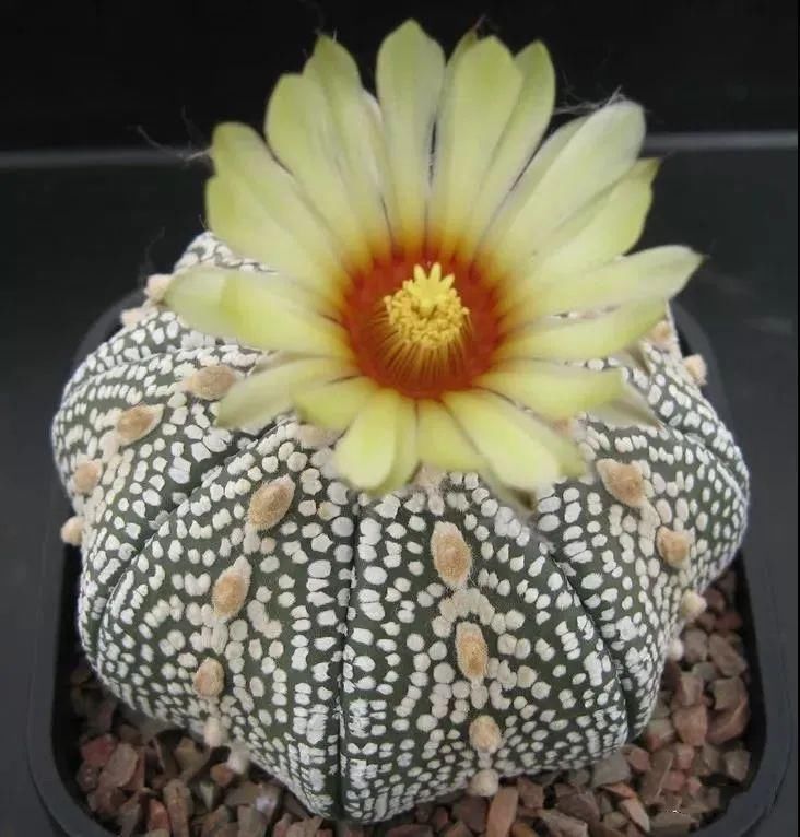  人养|每个人养肉人都应该学会鉴赏“兜”