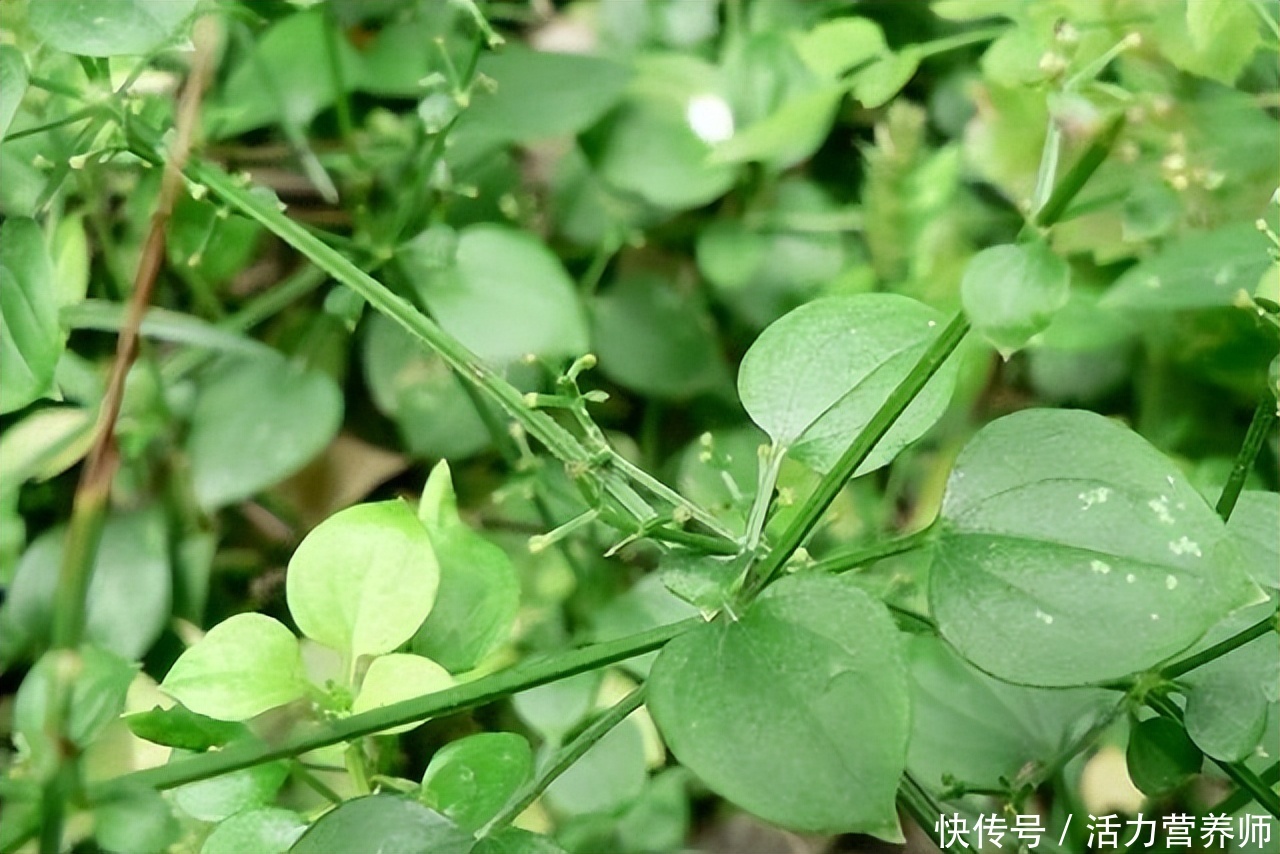 护肝草和养肝草是一样的吗(被老人称为“养肝草”，路边就有，常吃可护肝，错过了还得等)