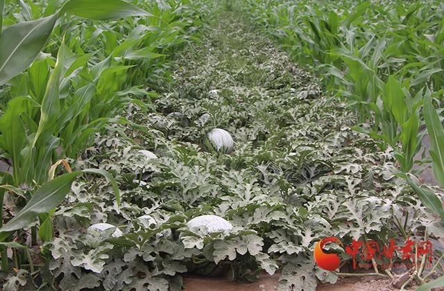  增收|高台合黎镇：制种西瓜涂上了“防晒霜”