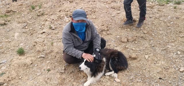  走失|新藏线挑战第二十七天，边牧“拉萨”被主人领走，希望它不再走失