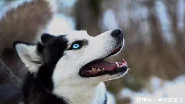 吸引|哈士奇众所周知的几个“优势”,哪点吸引了你